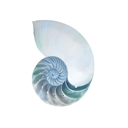 Seaside Shell 4 Art Print