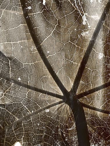 Reach Nature Print