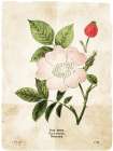 Flower Page Three Botanical Print