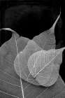 Leaves In The Dark Botanical Print
