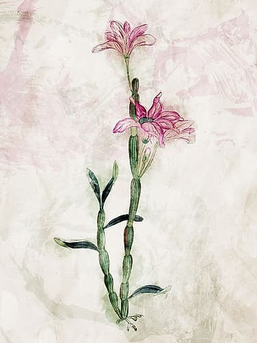 Water Flower Mate Art Print