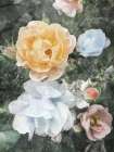 Rested Florals Art Print