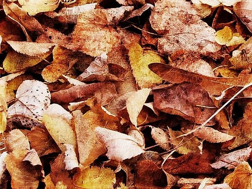 Group Of Leaves Holidays Print