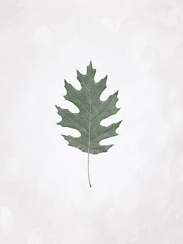 Washed Simple Leaf Nature Print