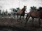 Horses Down The Dirt Road Art Print