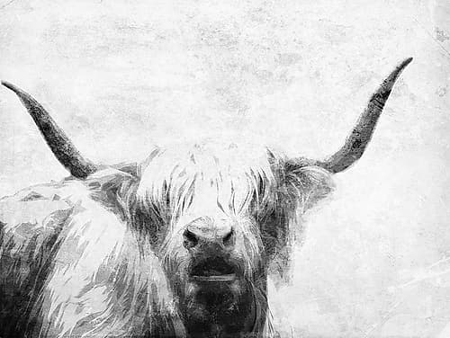 The Bull Look BW Art Print