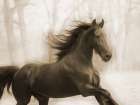 Horse In The Wind Art Print
