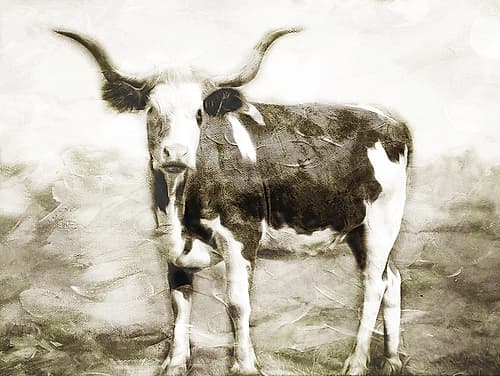 Look At The Cow Animaux reproduction