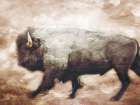 Buffalo Walk Art Print