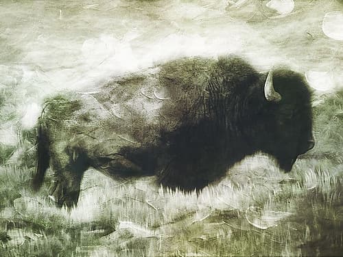 Buffalo Look Animaux reproduction