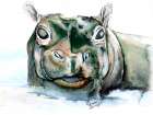 Zoo Animal Hippo Art Print