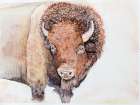 Bison Art Print