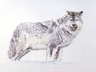 Wolf Art Print