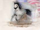 Running Horse American 2 Art Print