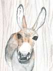 Donkey 1 Art Print