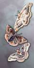 Butterfly 1 Art Print