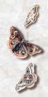 Butterfly 3 Still Life Print