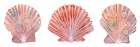 Peachy Scallops 2 Art Print