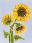 Sunflower Trio 1 Art Print