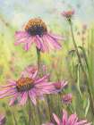 Cone Flowers Trio 3 Art Print