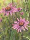 Cone Flowers Trio 4 Art Print