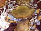 Crabs Art Print