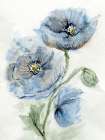 Blue Poppy 1 Art Print