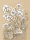 Geraniums Art Print