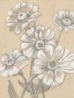 Zinnias Art Print