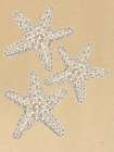 Drawing Starfish Art Print