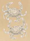Drawing Crabs Art Print