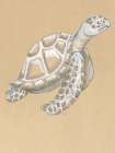 Drawing Turtle Side Art Print