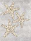 Drawing Starfish Grey Art Print