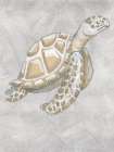 Drawing Turtle Side Grey Art Print
