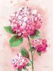 Hydrangea Pink 1 Art Print