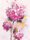 Hydrangea Pink 2 Art Print