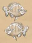 Fish Drawing 1 Art Print