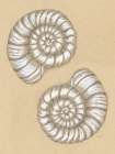 Spiral Shell Drawing Art Print