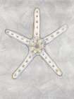 Starfish Thin Drawing Gray Coastal Print
