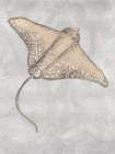 Sting Ray Drawing Gray Art Print