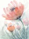 Coral Pink Flower 2 Art Print