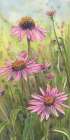 Cone Flower Trio 1 Art Print
