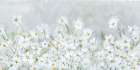 Daisies Art Print