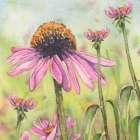 Cone Flowers Trio 5 Art Print