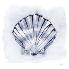 Blue White Scallop Art Print