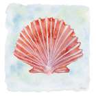 Peach Scallop 1 Art Print