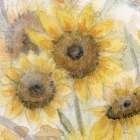 Sunflowers In Watering Can 6 Art Print
