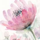Pink Flower 2 Art Print