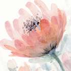 Coral  Pink Flower 2 Art Print
