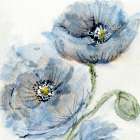 Blue Poppy 1 Art Print